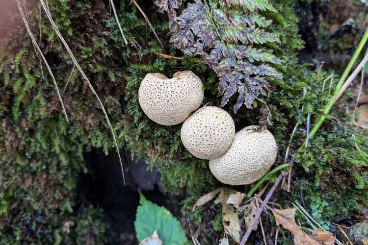 Kartoffelbovist im Neuenburger Urwald