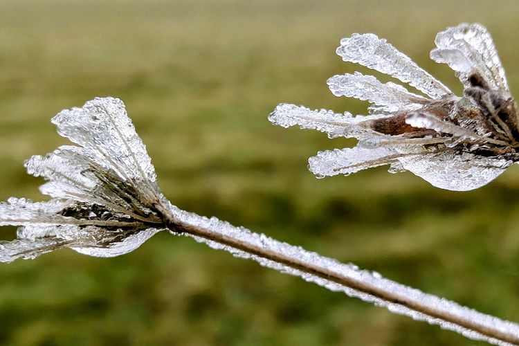 "Eisblumen" an der Salzwiese, Dangast